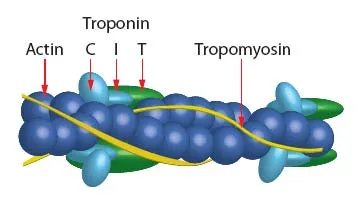 Troponin complex